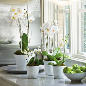moth-orchids-x